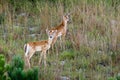White Tailed Deer Fawns