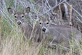 Two white tailed deer  fawns, Texas Royalty Free Stock Photo
