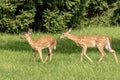 White-tailed deer Fawns in Poughkeepsie, NY Royalty Free Stock Photo