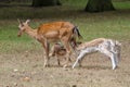 White tailed deer feeding fawns Royalty Free Stock Photo