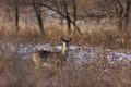 White-tailed Deer Female  705117 Royalty Free Stock Photo