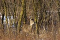 White-tailed Deer Female  705119 Royalty Free Stock Photo