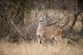 White tailed deer, female doe, standing in tall grass Royalty Free Stock Photo