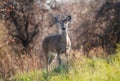 White tailed deer, female doe, standing in tall grass Royalty Free Stock Photo