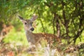 White tailed deer, female doe, in the woods Royalty Free Stock Photo