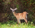 White tailed deer, female doe, in the woods Royalty Free Stock Photo