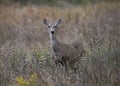 White-tailed Deer female odocoileus virginianus Royalty Free Stock Photo