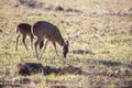 White-Tailed Deer Foraging Royalty Free Stock Photo