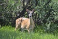 White Tailed Deer foraging in summer meadow