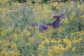 A White-tailed Deer foraging in Toronto's Humber Arboretum