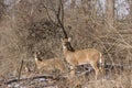 White-tailed deer in a forest. Royalty Free Stock Photo
