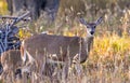 Grazing White-tailed Deer in golden meadow