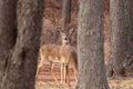 White-tailed Deer Grazing Near Woods Royalty Free Stock Photo