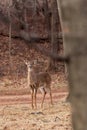 White-tailed Deer Grazing Near Woods Royalty Free Stock Photo