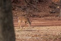 White-tailed Deer Grazing Near Woods Royalty Free Stock Photo