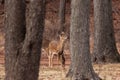 White-tailed Deer Grazing Near Woods Royalty Free Stock Photo