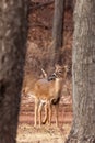 White-tailed Deer Grazing Near Woods Royalty Free Stock Photo