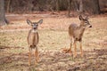 White-tailed Deer Grazing Near Woods Royalty Free Stock Photo