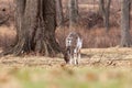 White-tailed Deer Grazing Near Woods Royalty Free Stock Photo