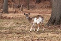 White-tailed Deer Grazing Near Woods Royalty Free Stock Photo