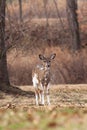 White-tailed Deer Grazing Near Woods Royalty Free Stock Photo