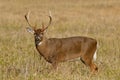 White Tailed Deer in Great Smoky Mountains. Royalty Free Stock Photo