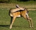 White-tailed deer grooming it's self