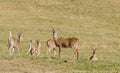 White-tailed deer group