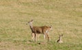 White-tailed deer group