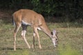 Young White Tailed Deer buck in Velvet Antlers Royalty Free Stock Photo