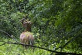 White-tailed deer with large velvet antlers eating the vegetation in the forest