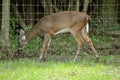 White tailed deer Royalty Free Stock Photo