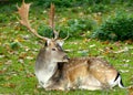 A white-tailed deer laying in a meadow Royalty Free Stock Photo