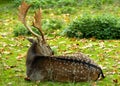 A white-tailed deer laying in a meadow Royalty Free Stock Photo