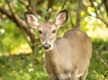 White-tailed Deer Looking at Camera Royalty Free Stock Photo