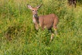 White Tailed Deer looks suspiciously at the photographer