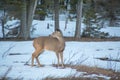 White tailed deer on meadow in winter with snow, looking behind Royalty Free Stock Photo