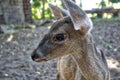 White-tailed deer,Mexican, La Ventanilla Beach, Santa MarÃÂ­a Tonameca, Oaxaca Royalty Free Stock Photo