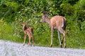 White-tailed Deer, Mother and Fawn Royalty Free Stock Photo