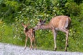 White-tailed Deer, Mother and Fawn Royalty Free Stock Photo