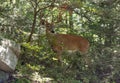 White-tailed deer Royalty Free Stock Photo