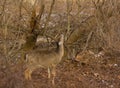 White-tailed deer near trail Royalty Free Stock Photo