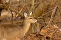 White-tailed deer near trail Royalty Free Stock Photo