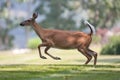 White-tailed deer in neighborhood leaping