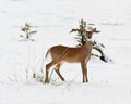 White-tailed deer, odocoileus virginianus Royalty Free Stock Photo