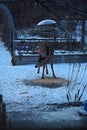 White-Tailed Deer in Suburban Backyard VIII - Odocoileus virginianus