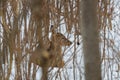 White-tailed deer Odocoileus virginianus bedded down in a thicket of brush on the snow covered ground during winter. Royalty Free Stock Photo