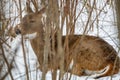 White-tailed deer Odocoileus virginianus bedded down in a thicket of brush on the snow covered ground during winter. Royalty Free Stock Photo