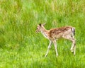 White-tailed deer Odocoileus virginianus