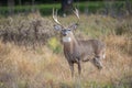 White-tailed Deer (Odocoileus virginianus) Buck in autumn Royalty Free Stock Photo